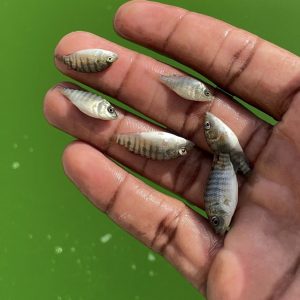 Alevins de tilapia de 5g dans un récipient, prêts pour une pisciculture hors sol durable et performante.