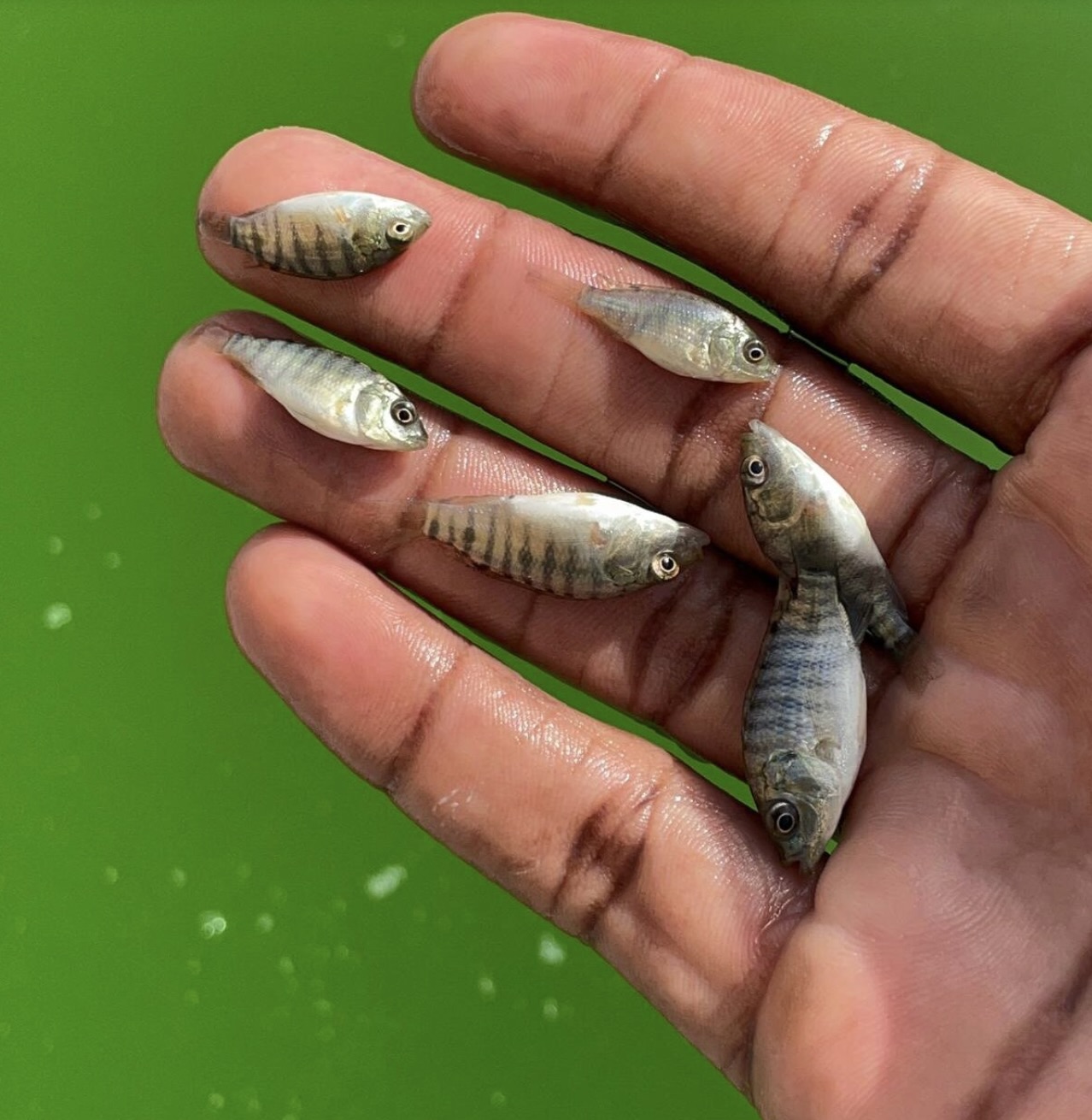 Alevins de tilapia de 5g dans un récipient, prêts pour une pisciculture hors sol durable et performante.
