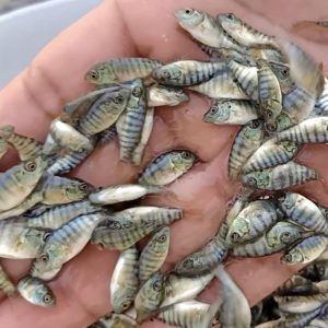 Alevins de tilapia de 8g, robustes et prêts à intégrer un système de pisciculture hors sol pour une production aquacole performante.