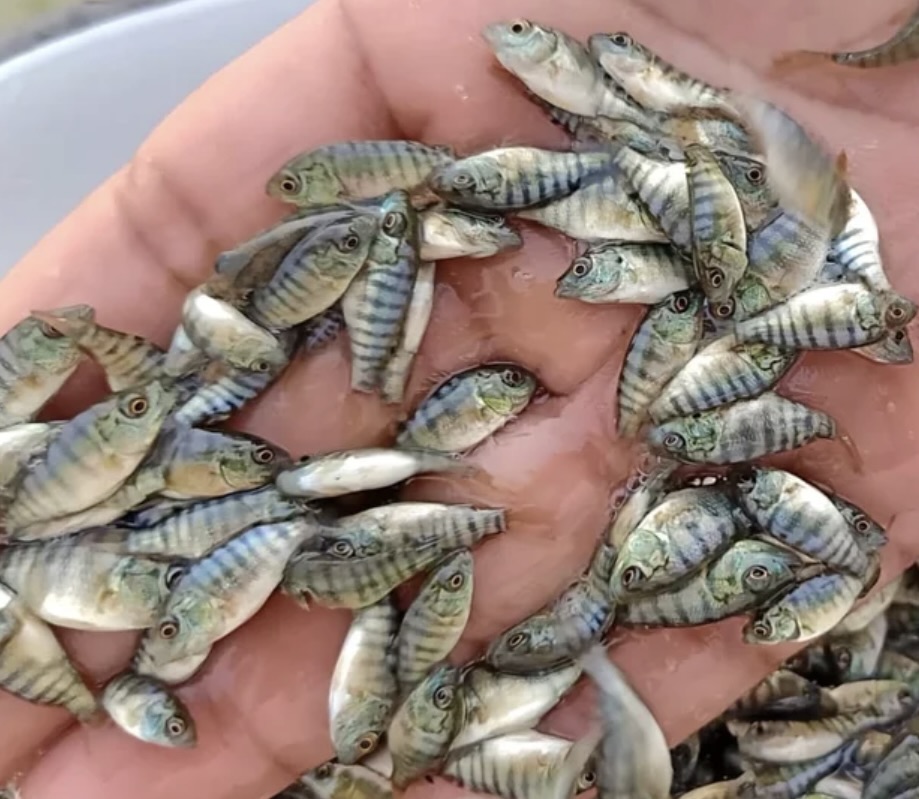 Alevins de tilapia de 8g, robustes et prêts à intégrer un système de pisciculture hors sol pour une production aquacole performante.