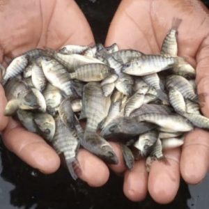 Alevins de tilapia de 10g, robustes et prêts pour une pisciculture hors sol performante et durable.