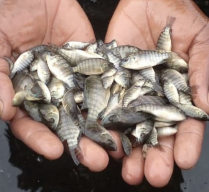 Alevins de tilapia de 10g, robustes et prêts pour une pisciculture hors sol performante et durable.