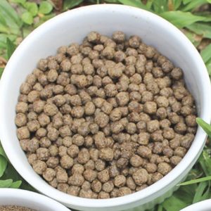 Granulés d’aliments spécialisés pour tilapias adultes (100 g et plus), conçus pour une croissance, une reproduction et une santé optimales.