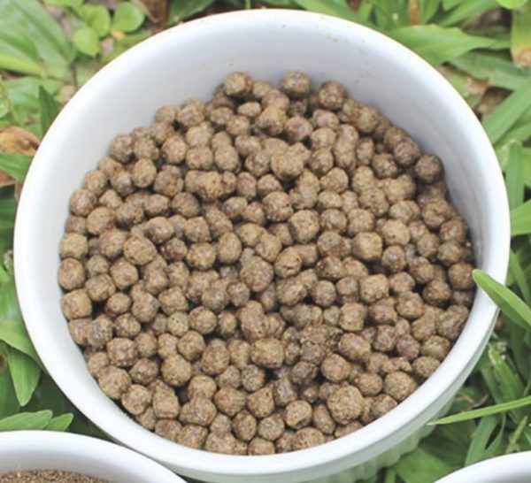 Granulés d’aliments spécialisés pour tilapias adultes (100 g et plus), conçus pour une croissance, une reproduction et une santé optimales.