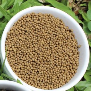 Granulés d’aliments spécialisés pour juvéniles de tilapia (30 à 100 g), optimisés pour une croissance rapide et une santé optimale.