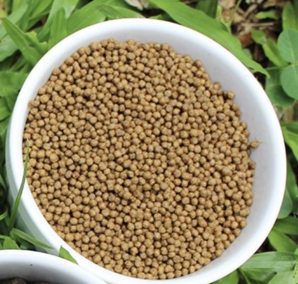 Granulés d’aliments spécialisés pour juvéniles de tilapia (30 à 100 g), optimisés pour une croissance rapide et une santé optimale.