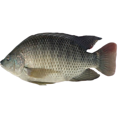 poisson Tilapia